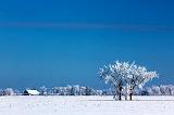 Frosty Trees_13110